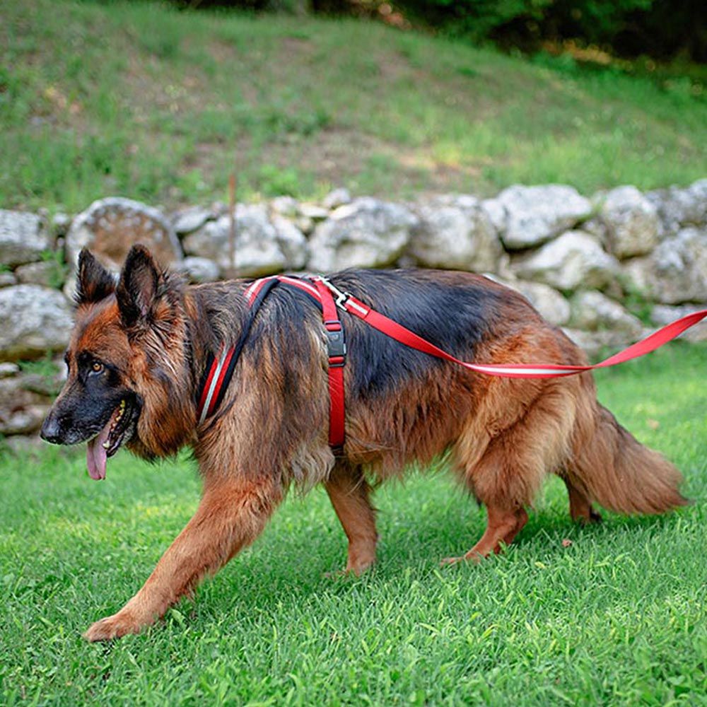 Harnais pour chiens de taille grande daytona cross l, réfléchissant, rembourrée, avec boucle magnétique