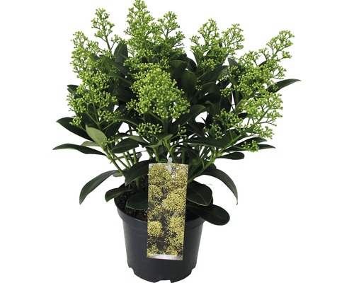 Japanse bloeiende skimmia FloraSelf Skimmia japonica 'Finchy' H 15-20 cm Co 1.5 L