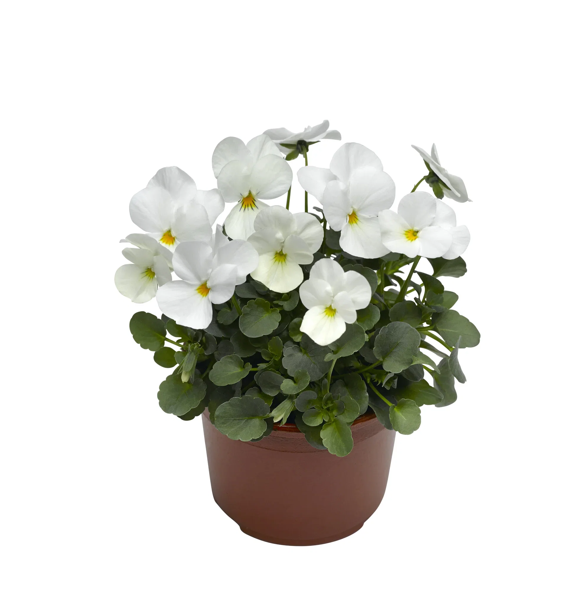 Viola x wittrockiana Stemor småblomstret Ø12 cm