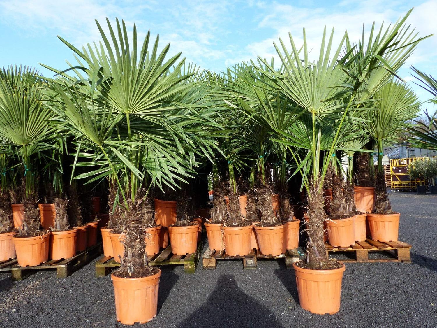 XXL Palme winterhart 140-160 cm Trachycarpus fortunei, Hanfpalme, Top-Qualität