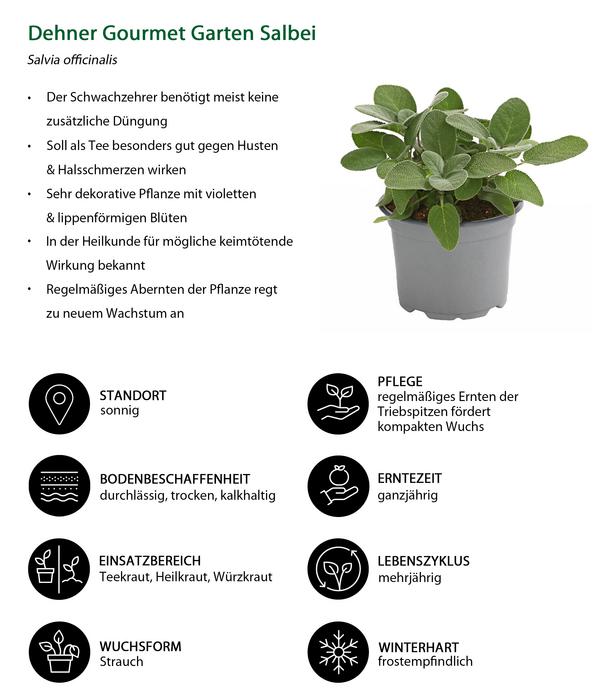 Dehner Gourmet Garten Salbei