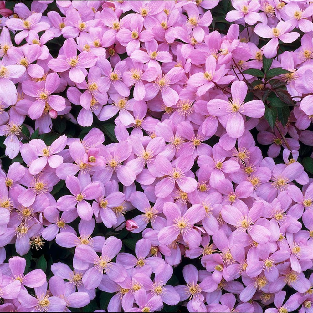 Clématite montana var. 'rubens' – vigne forestière – plante grimpante – fleurs - ⌀15 cm - ↕60-70 cm
