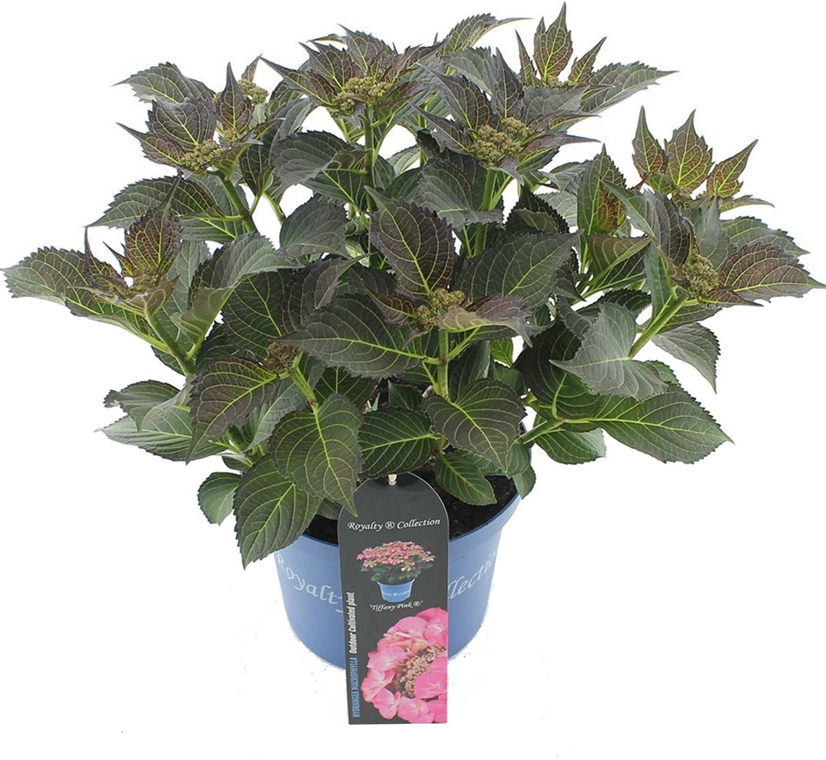 Hortensia (Hydrangea macrophylla 'RC Tiffany') roze D 23 H 45 cm