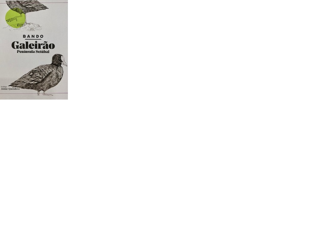 VINHO BRANCO BANDO GALEIRÃO REGIONAL SETÚBAL BAG IN BOX 3L