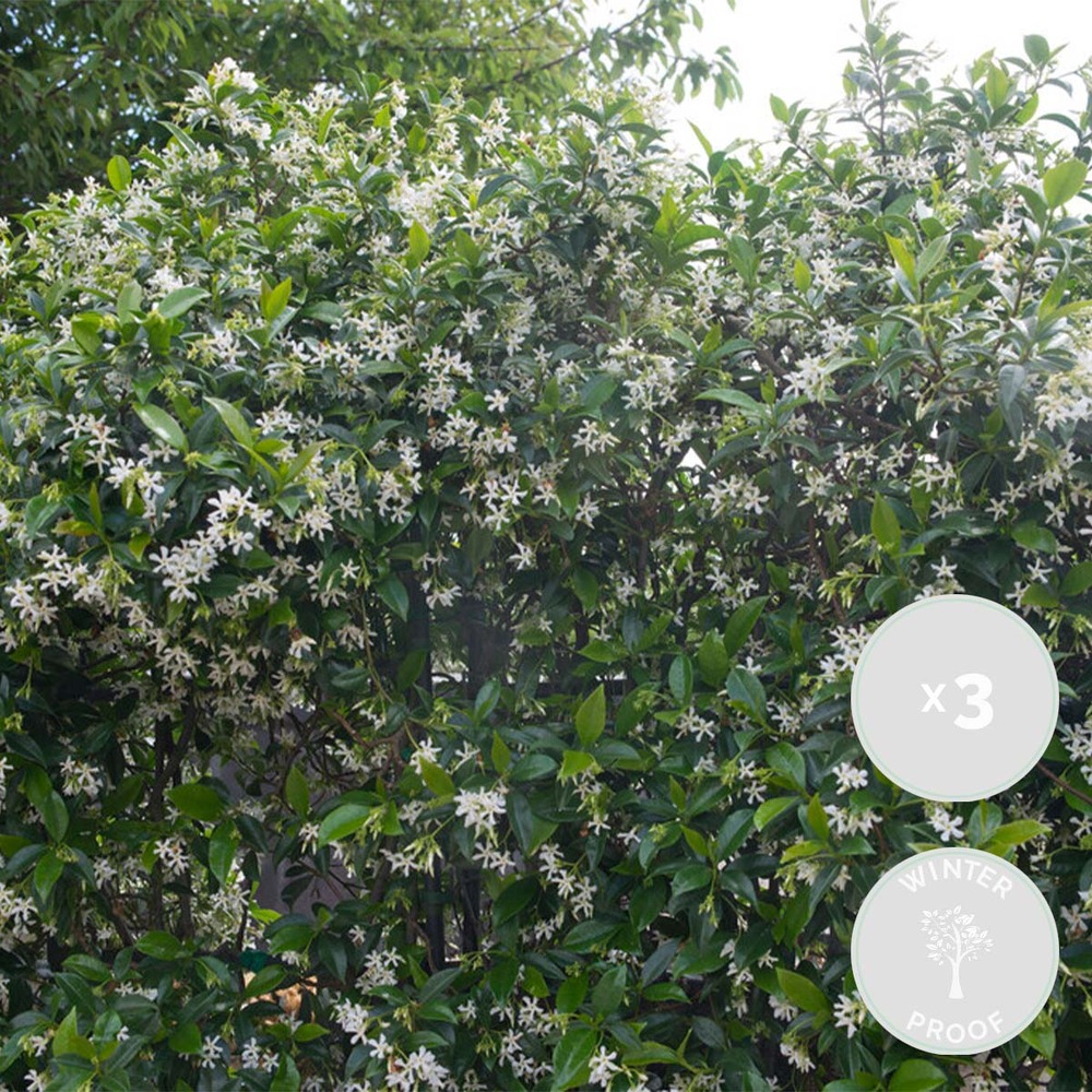3x trachelospermum jasminoides – jasmin de toscane – plante grimpante – rustique – ⌀9 cm - ↕15-20 cm