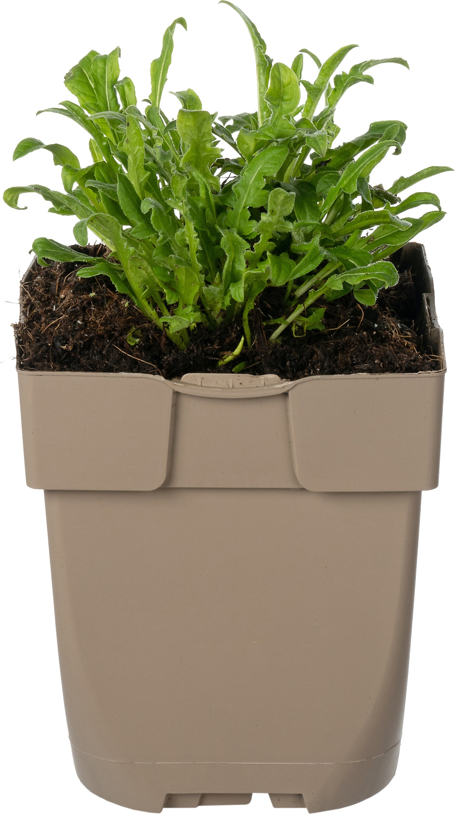 Knoopkruid (Centaurea jacea) D 9 H 15 cm
