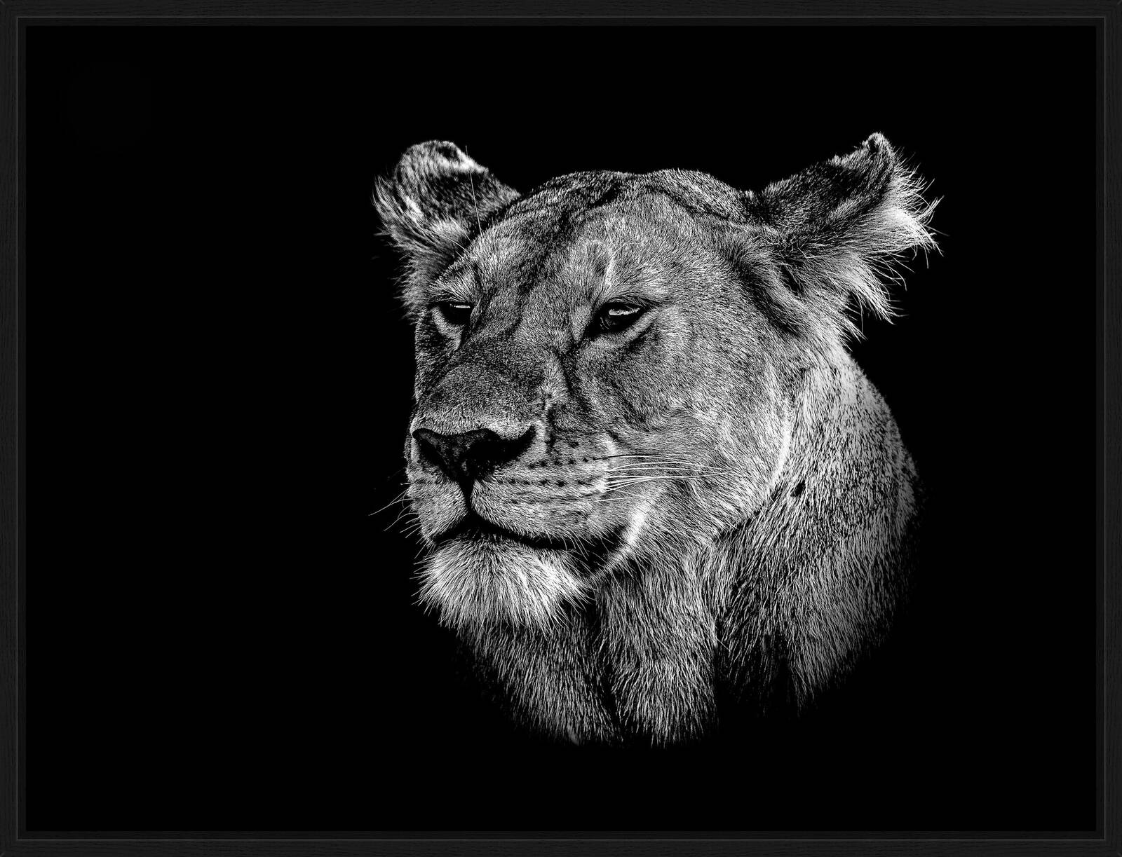 Leoni by Claudio Gotsch - Limited Edition. Edition of: 150. Signed.