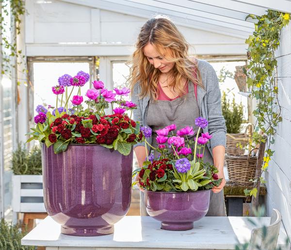 Rosenprimel 'Belarina', verschiedene Farben