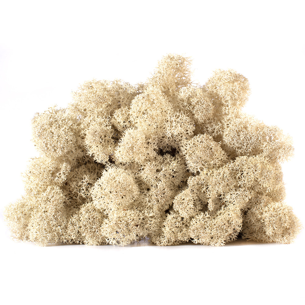 Lic/4056 lichen stabilisée nature box 4 kg