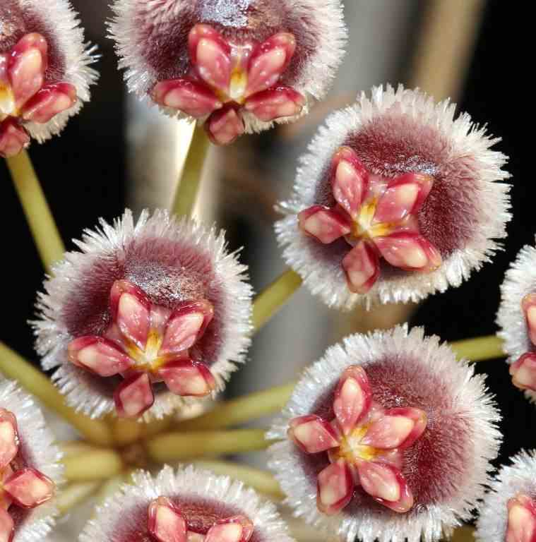 Hoya isabelchanae (fleur de porcelaine, fleur de cire) rouge - taille pot de 2 litres - 20/40 cm