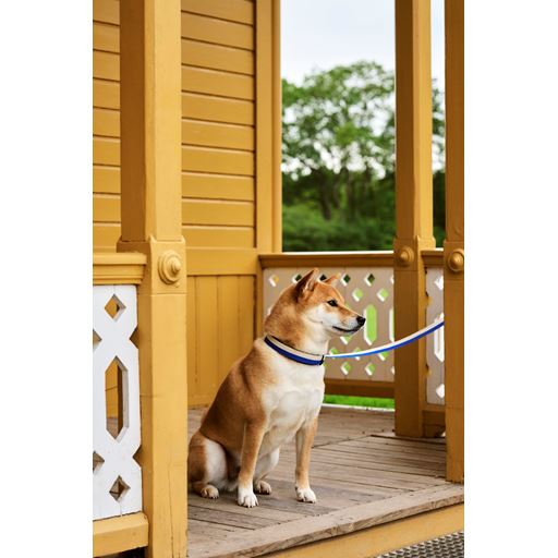 HAY Dog Flat Hundehalsbånd, Blue/ Off White