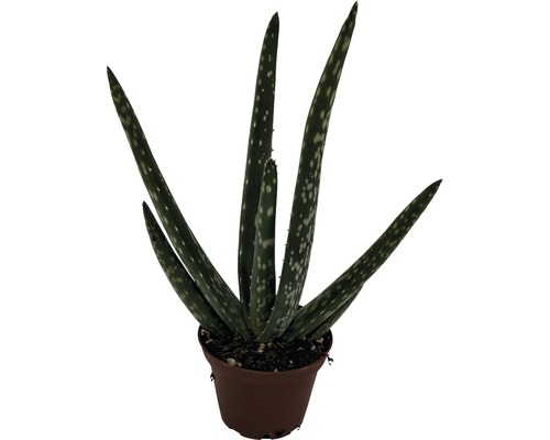 Echte Aloë FloraSelf Aloë vera Ø 6 cm pot