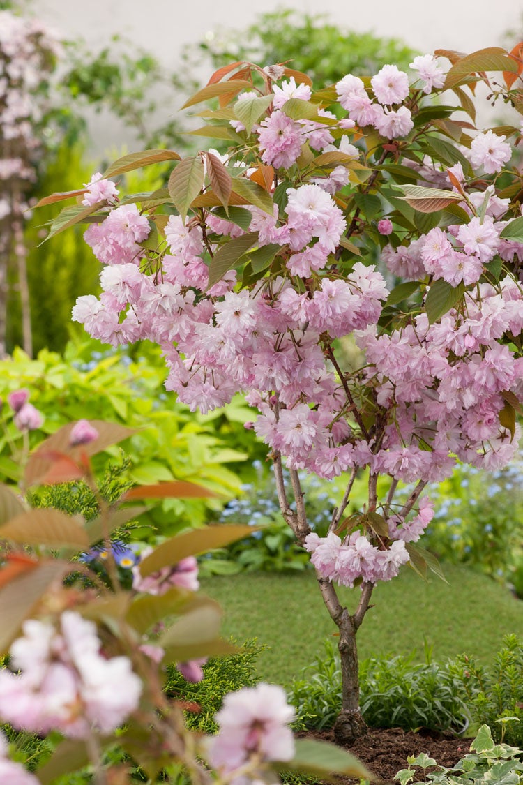 Japanse sierkers (Prunus serrulata 'Kanzan') H 175 cm