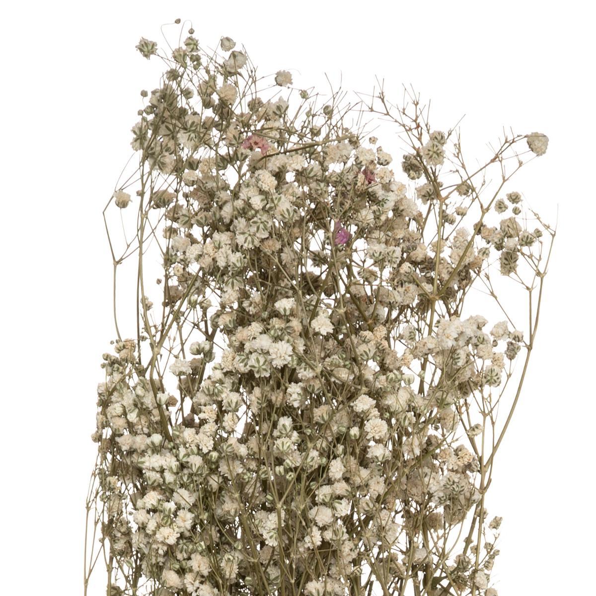 GYPSOPHILE NATUREL SECHE H.58CM