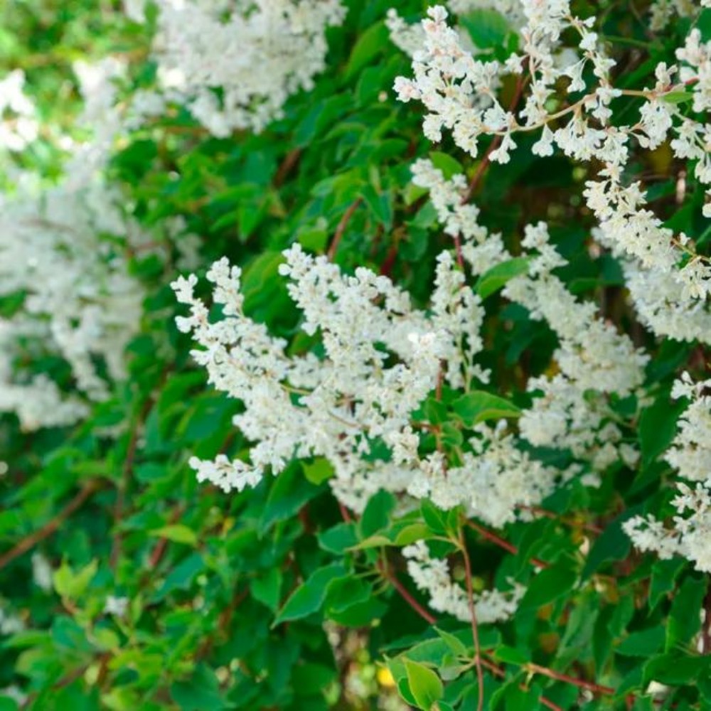Renouée d'aubert - polygonum aubertii 3l