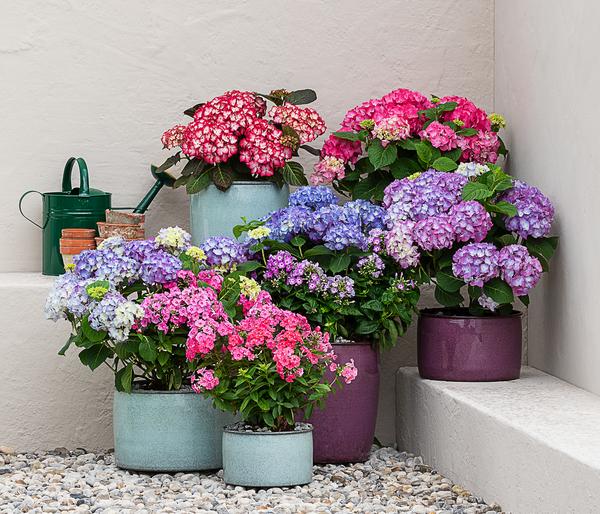 Stauden-Phlox, verschiedene Sorten