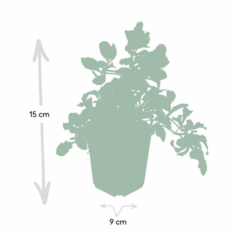 Ajuga reptans - lot de 6