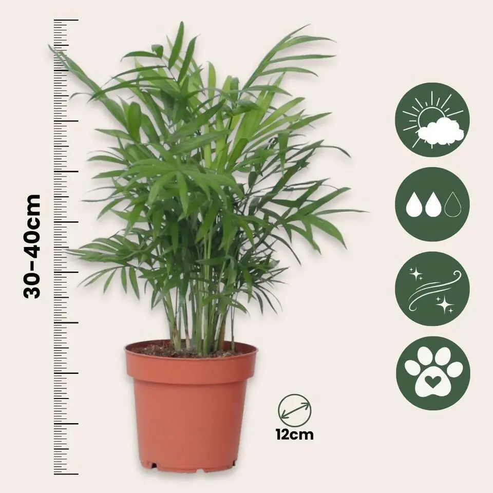 Dwergpalm - Chamaedorea elegans - Hoogte 30-40cm - ⌀12cm