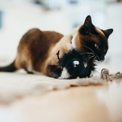 P.L.A.Y. Feline Frenzy Cat Toy Frisky Futball
