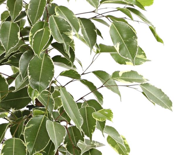 Birkenfeige - Ficus benjamina 'Golden King'