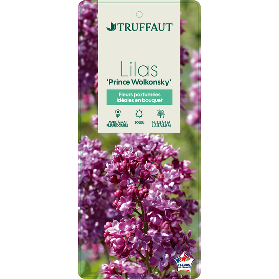 Syringa vulgaris ' Prince Volkonsky ' : ctr 10 litres