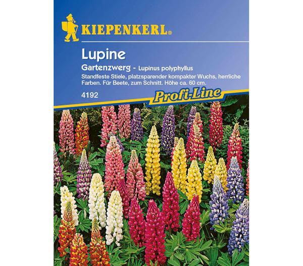 Kiepenkerl Samen Lupine 'Gartenzwerg'