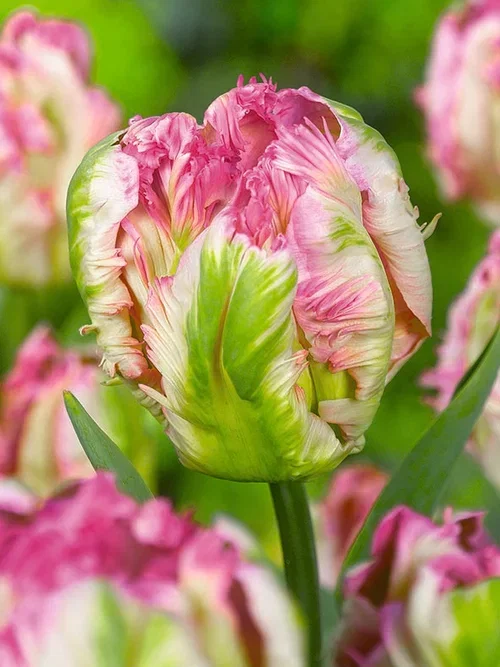Tulipa gesneriana (Parrot Tulip-Group) PINK VISION Papegøyetulipan 'Pink Vision'
