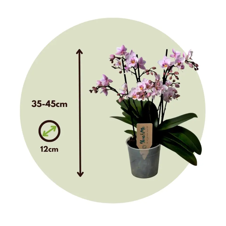Orchidee roze - Phalaenopsis Multiflora - Hoogte 35-45cm - ⌀12cm