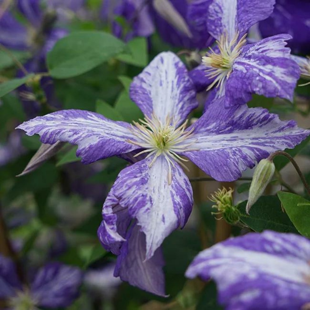 Clématite 'tie dye' clematis jackmanii 3l