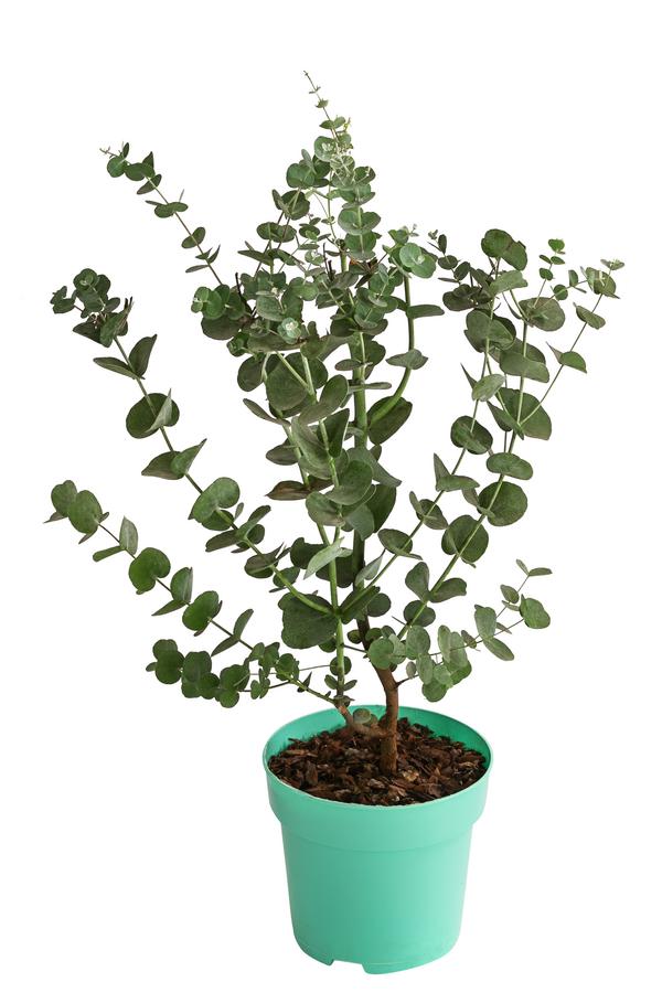 Mostgummi-Eukalyptus 'Azura'
