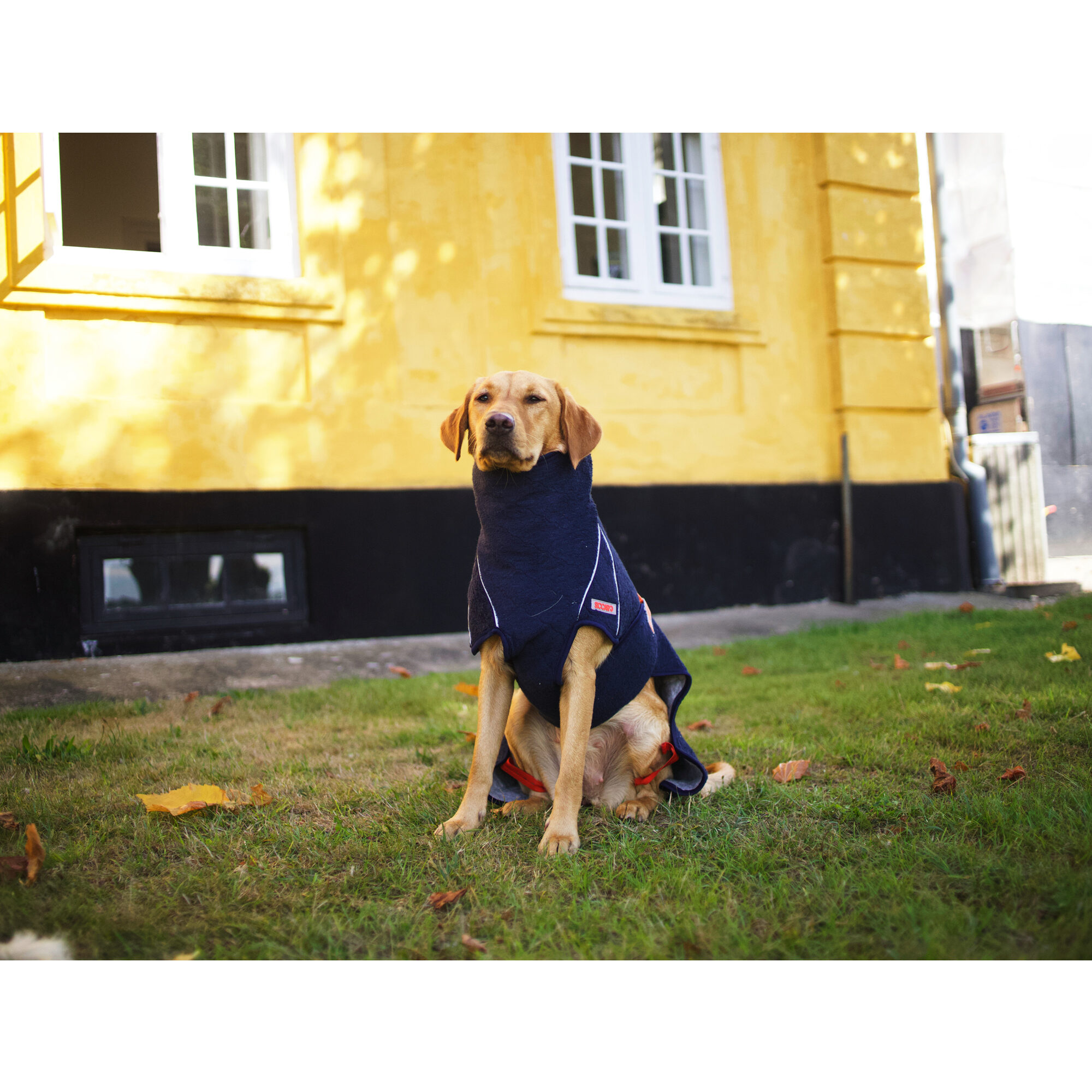 Siccaro WetDog SupremePro 2.0