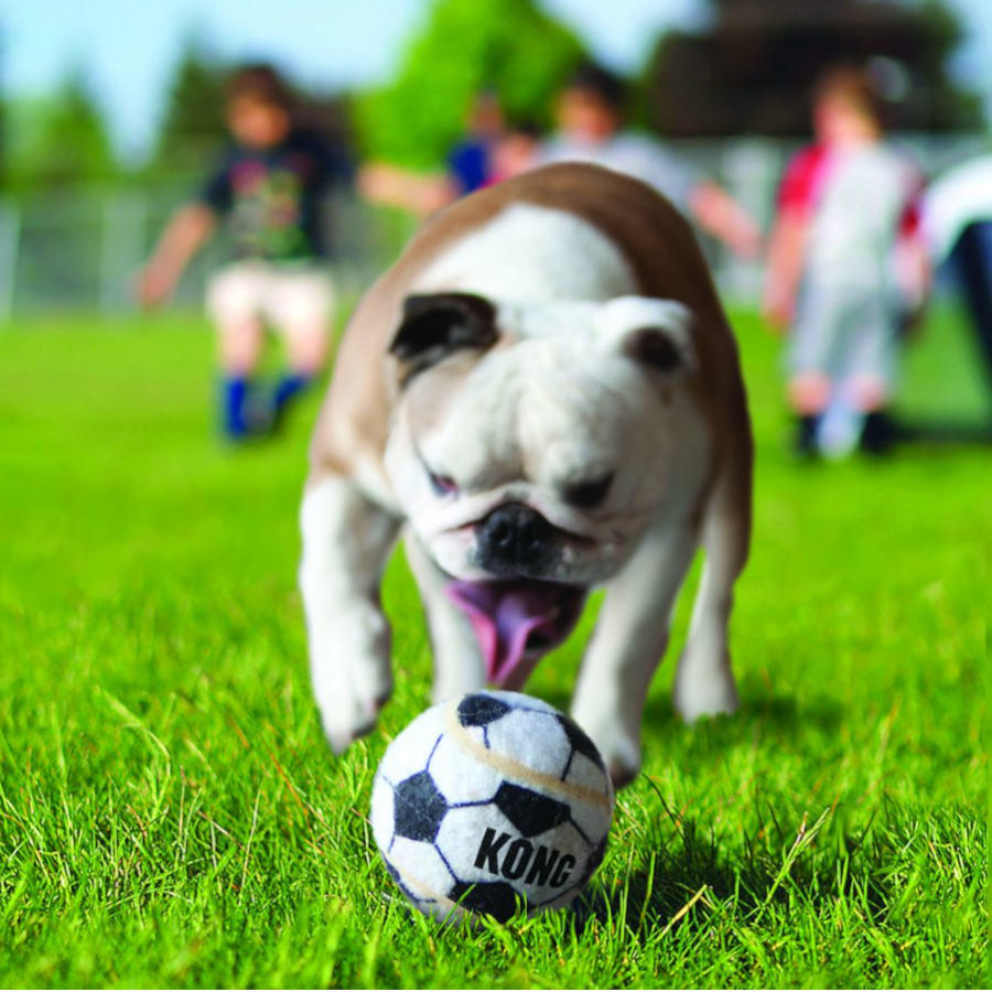 Kit de bola para cães Kong Sport