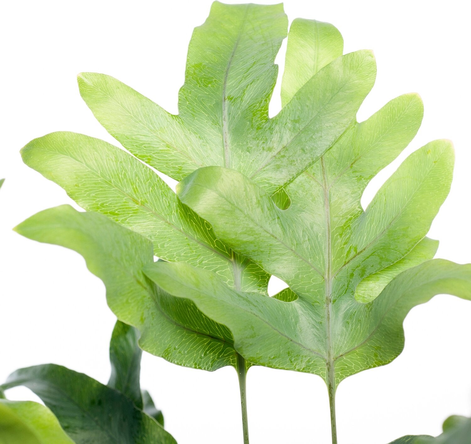 Blauwvaren (Phlebodium aureum 'Blue Star') D 14 H 40 cm