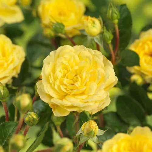 Rosa Meilove Yellow 4L Klaserose YELLOW MEILOVE Ø21 cm