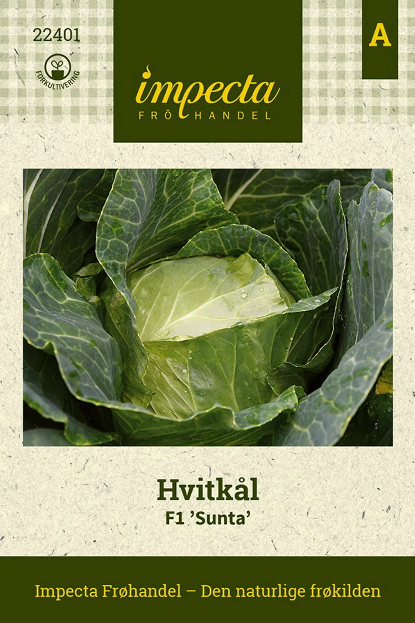 Brassica oleracea F1 'Sunta' Hvitkål F1 'Sunta'