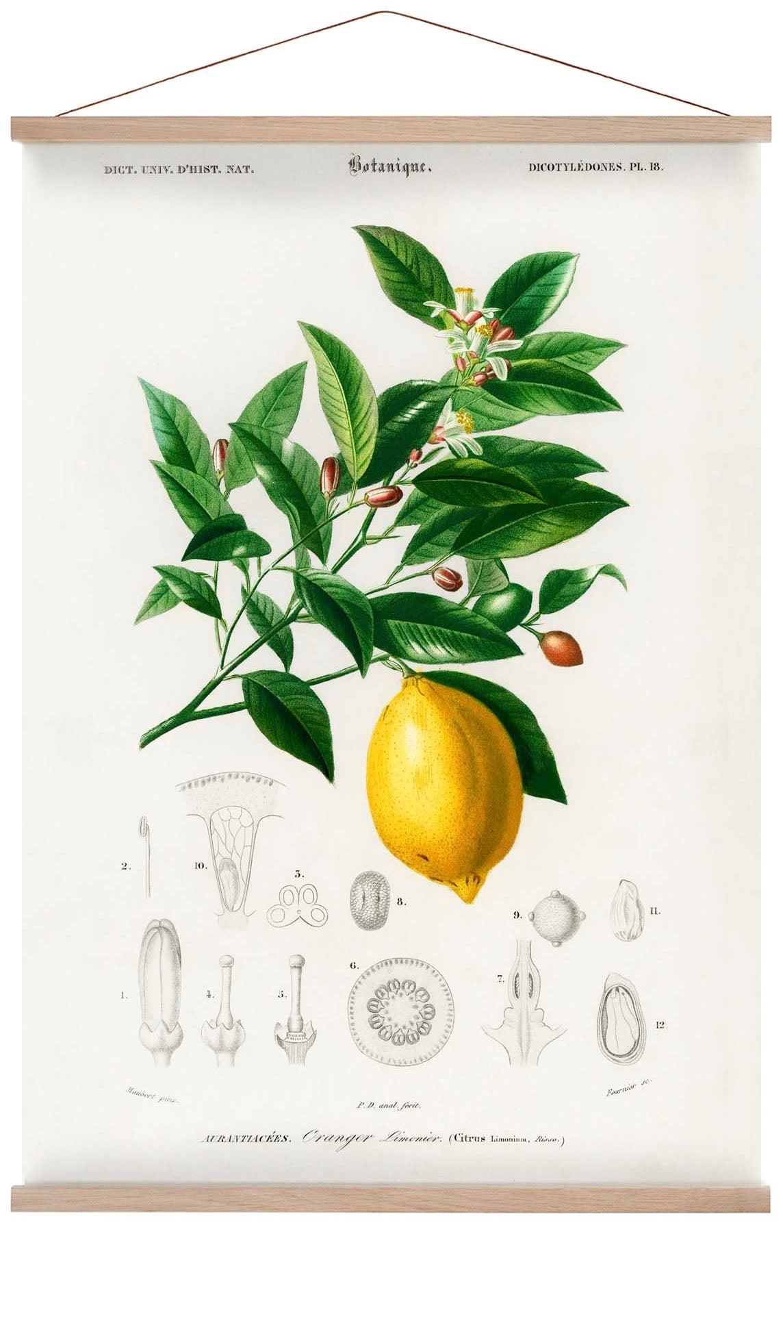 Limettenblüte & Zitronenfrucht