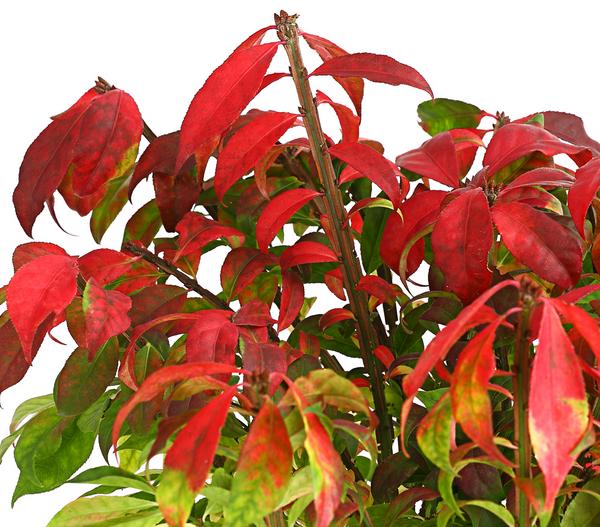 Niedriger Korkspindelstrauch 'Compactus'