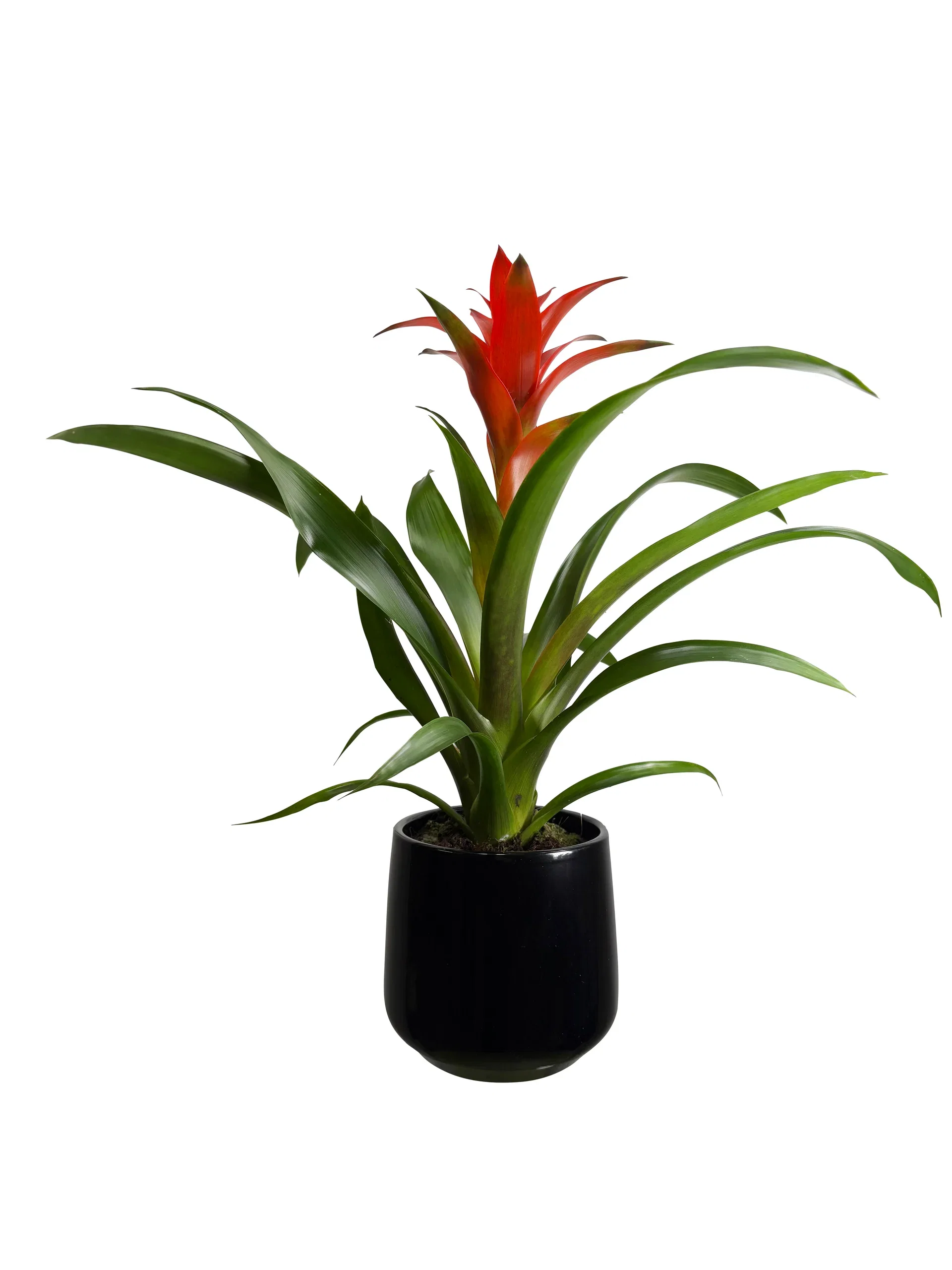 Guzmania mix 12 cm Guzmania mix Høyde 40 cm