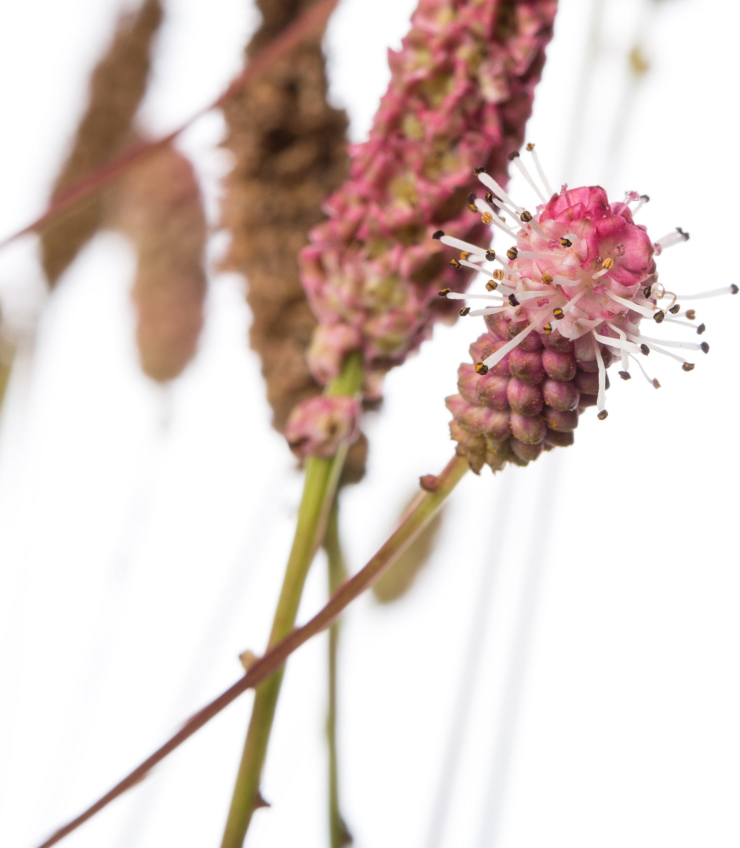 Pimpernel (Sanguisorba officinalis 'Pink Tanna') D 11 H 10 cm
