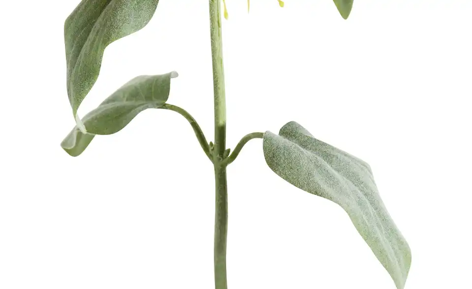 Kunstblume Monarda