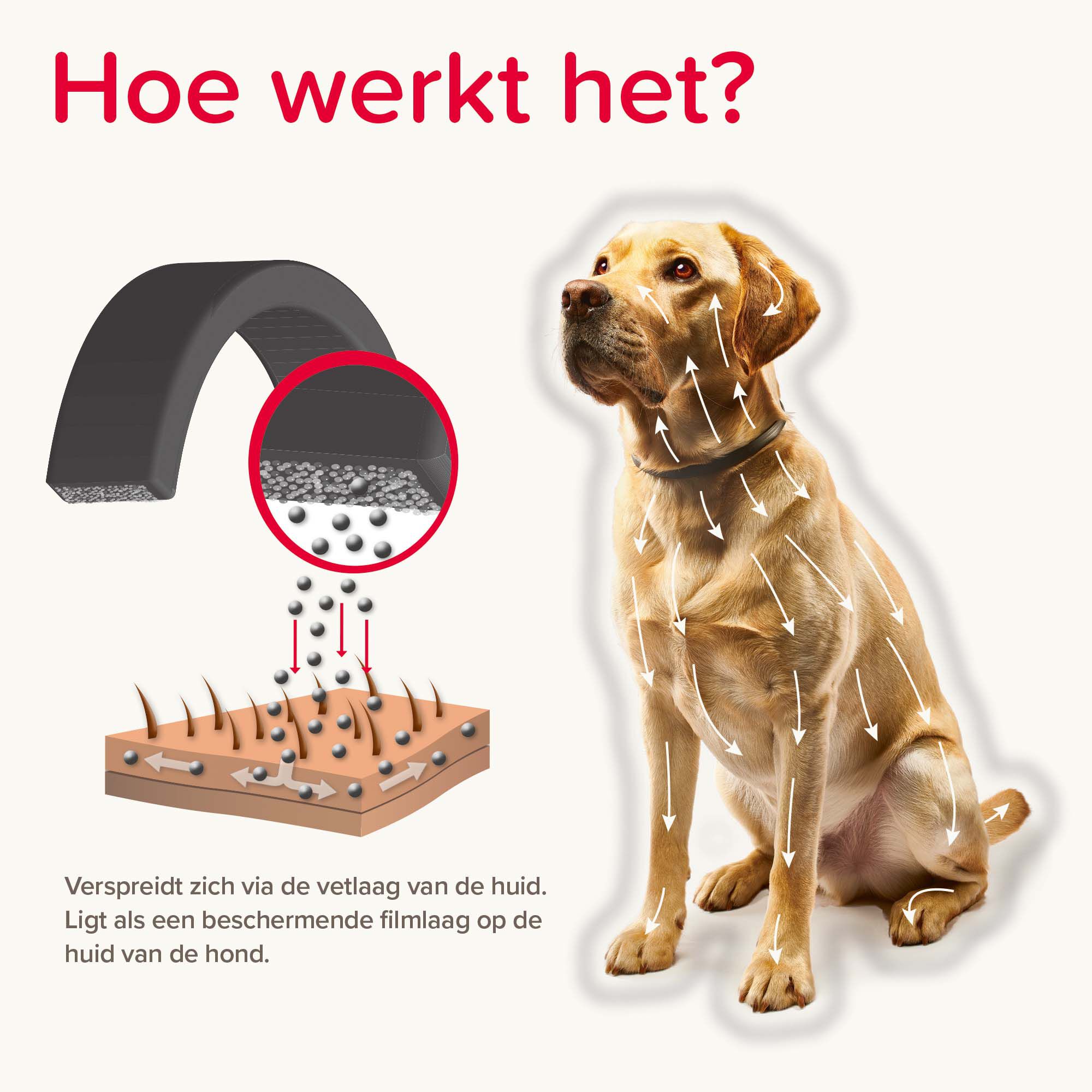 Beaphar Canishield - Anti Vlooien en Tekenband Hond - Groot - L