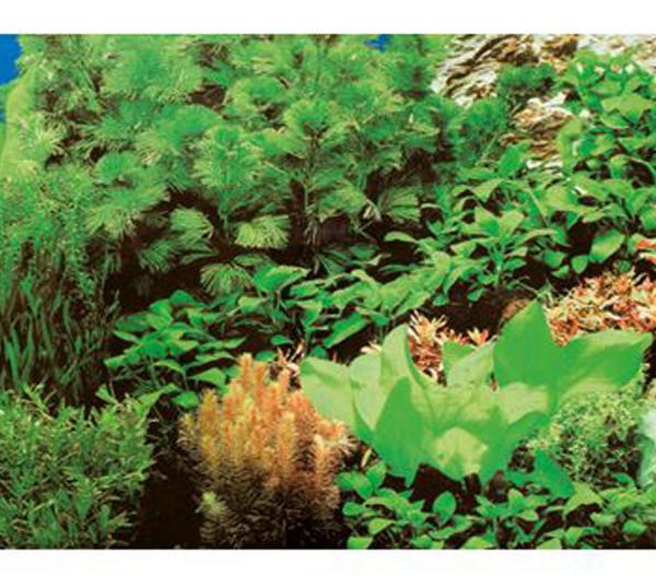 Hobby® Aquarium Rückwand Pflanzen 8/Marine