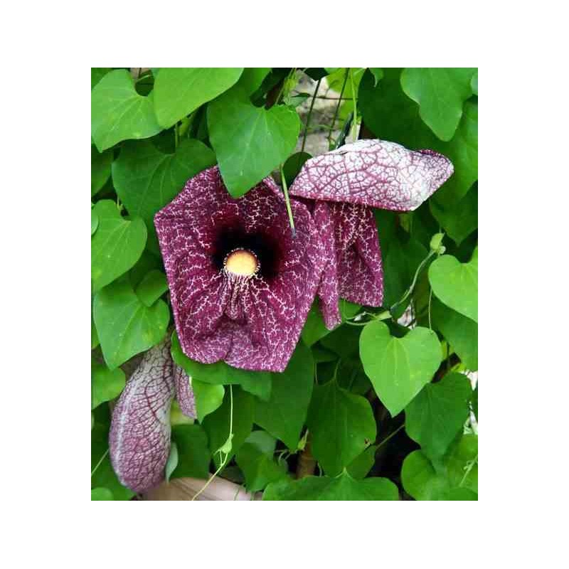 Aristolochia gigantea (aristoloche) taille pot de 25l -200cm