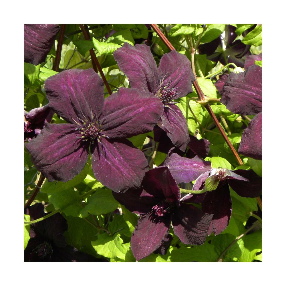 Clématite viticella dark eyes/clematis viticella dark eyes[-]pot de 1,5l - tuteur bambou 30/60 cm