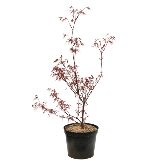 Acer palmatum ‘Atrolineare’ C7L h.60/80cm
