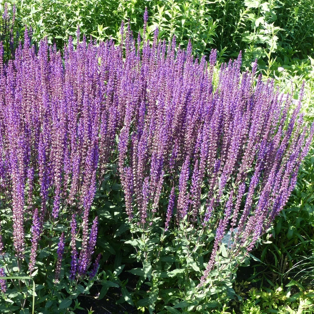 Salvia nemorosa 'Caradonna' Steppesalvie 'Caradonna' Ø17 cm