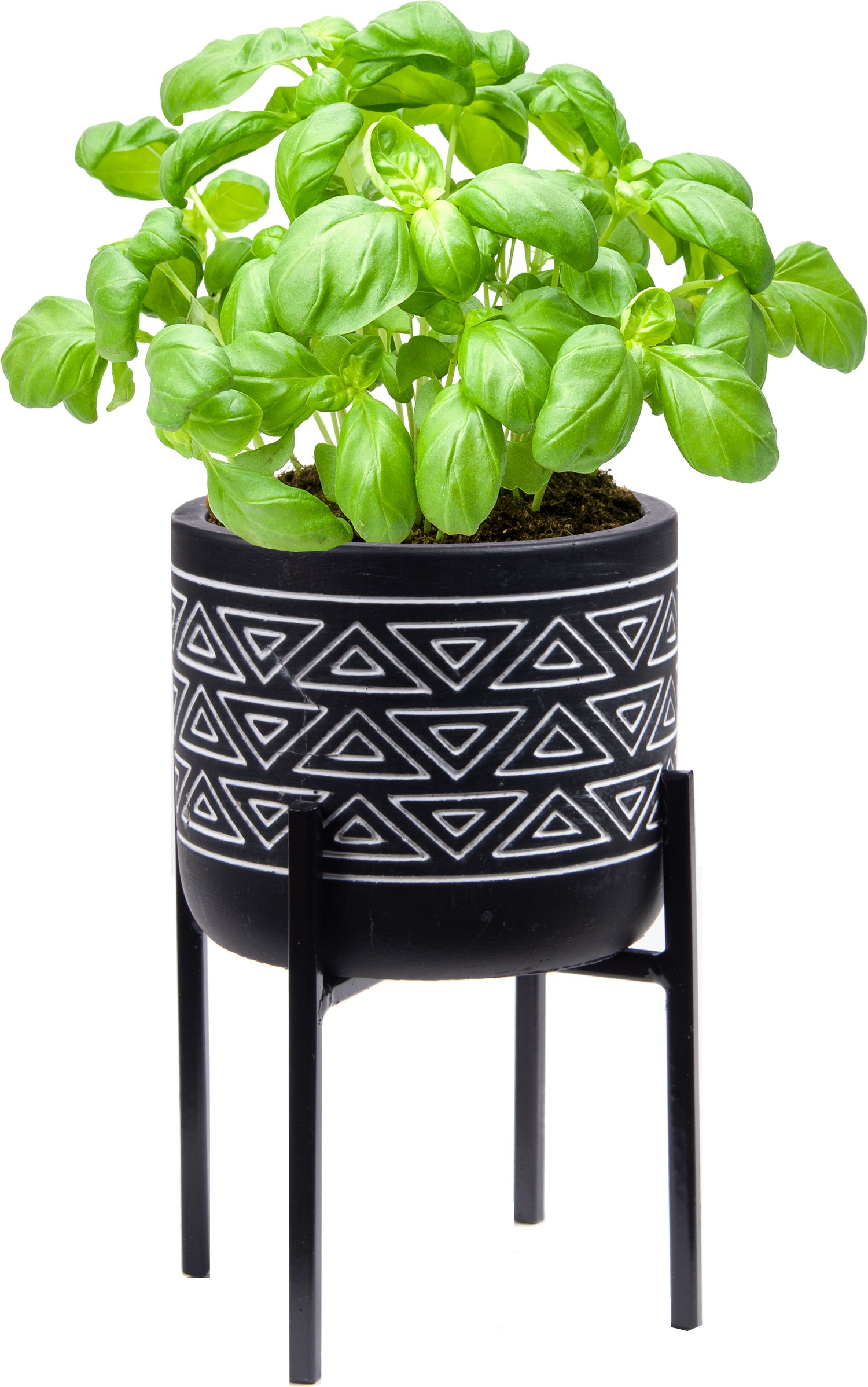 Florex kruidenset pot op poten Basilicum (Ocimum basilicum)