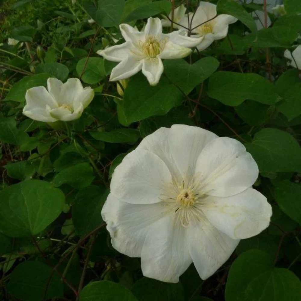 Clématite 'guernsey cream' - clematis 3l