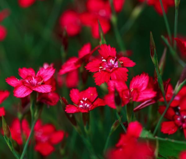 Bio Heide-Nelke, rot