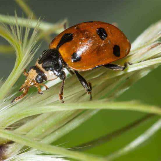 Larves coccinelles coccilaure anti puceron - Lot de 50